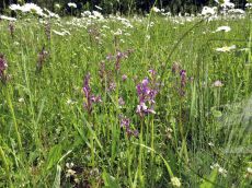 Orchis-morio_Абин_стация